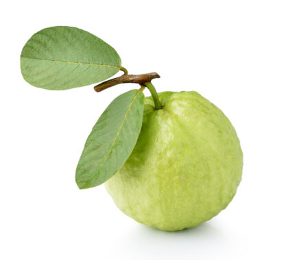 Fresh Green Guava Fruit